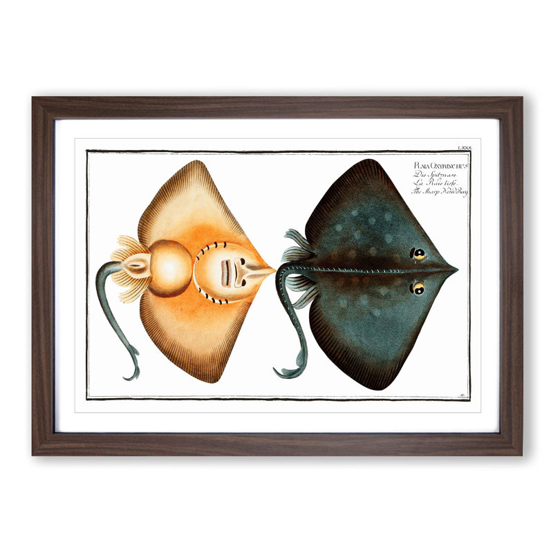 Sharp Nosed-Ray Fish by M.E. Bloch - Picture Frame Painting Print, Walnut Framed, 36cm H x 48cm W x 2cm D