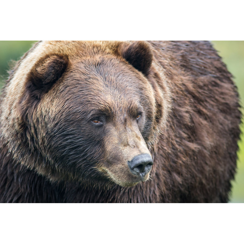 Grizzly Bear par Ddea - Photographie sur toile tendue, L 12 po x H 8 po