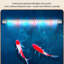 Aquarium vertical 19,69 po-1278003719