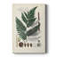 Collectionner Ferns IV - galerie sur mesure-937713086