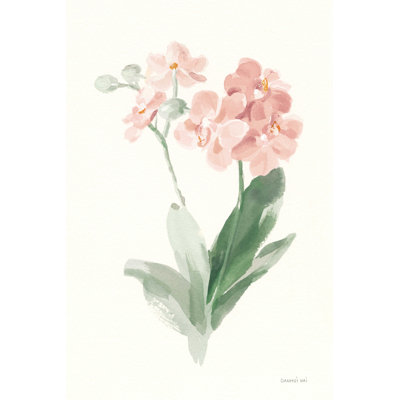 Orchidée du printemps II