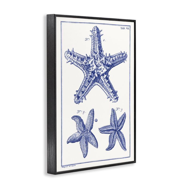 Bleu, étoile de mer, schémas, estampe numérique par Vision Studio, H 18 po x l 12 po, Giclée encadrée noir minuit