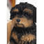 Bébé Cavapoo-67579693