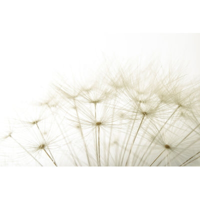 Beny Overblown Fluffy Dandelion - photographie sur toile tendue