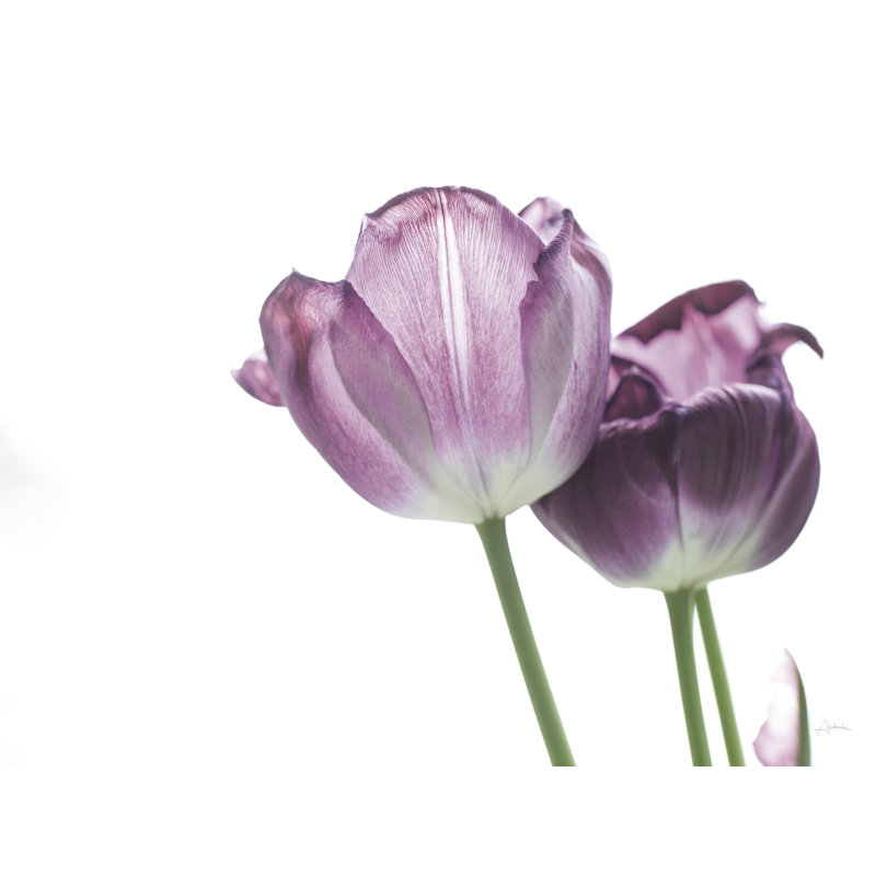 Temps pour deux tulipes, fleur, tiges, mauve, vert, sur fond blanc, H 24 po x l 48 po x P 1,5 po