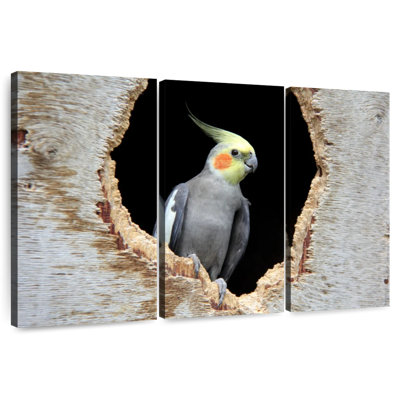Brampt Cockatiel In A Hole