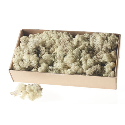 4" Preserved Moss Plant