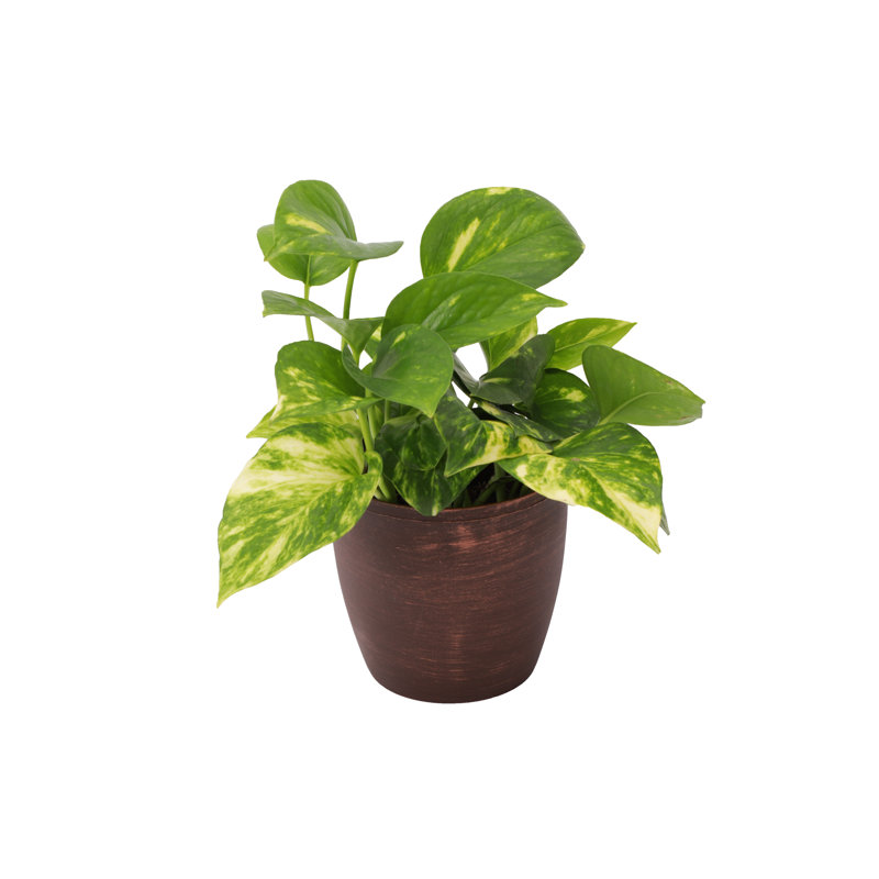 Live Golden Pothos Plant in Classic Pot, Copper
