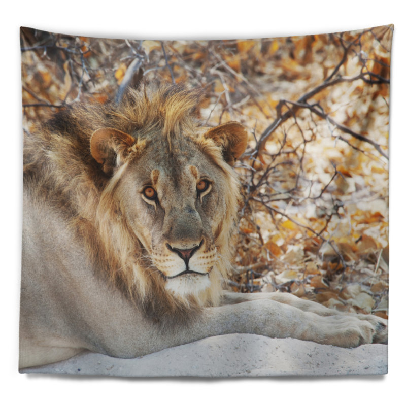 Lion solitaire africain se reposant dans une tapisserie forestière, H 68 po x l 80 po