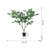 Polyscias Fruticosa Tree-112273773