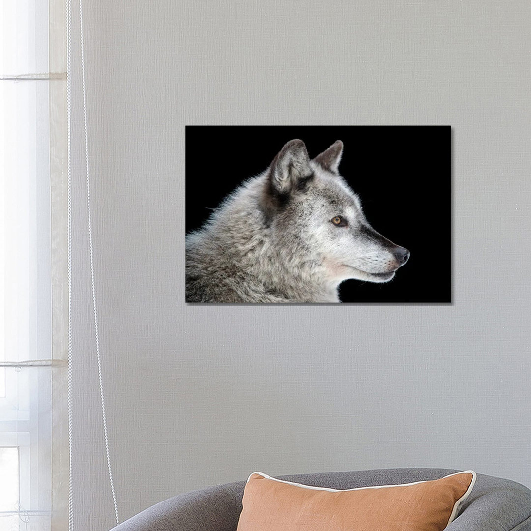 A Federally Endangered Gray Wolf At The Alaska Zoo von Joel Sartore - Galerie-verpackte Leinwand Giclée auf Leinwand