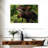 Brampt Wild Bull Moose-107875341