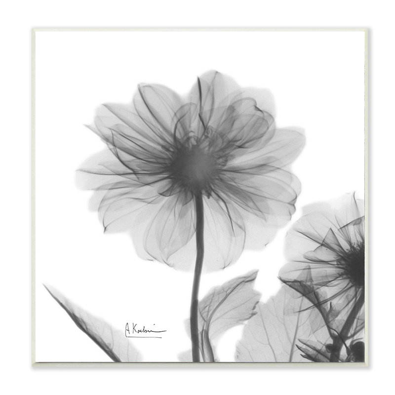 «Opaque Dahlia Flower Minimal Black White Silhouette» par Albert Koetsier - impression d'art graphique, Plaque murale