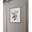 Dog Roses In Bloom 1 Print-529380792