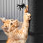 Grattoir pour chat 25 "sur le thème d'Halloween