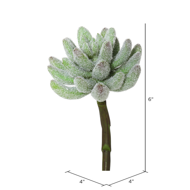 Branche 6 po Crassula