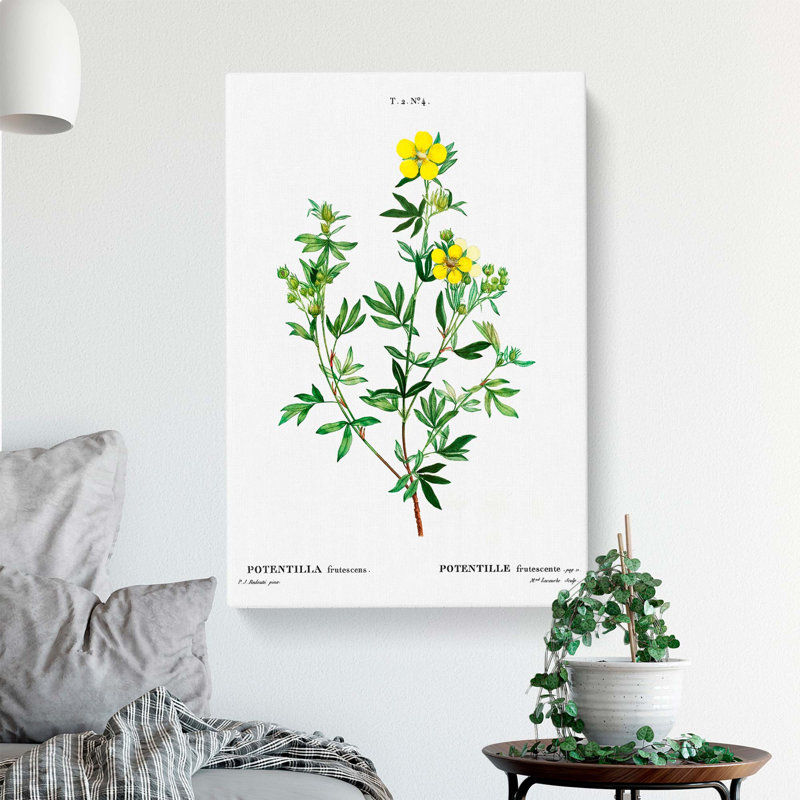 Yellow Buttercup Flowers by Pierre-Joseph Redoute - Wrapped Canvas, 76cm H x 50cm W x 3cm D