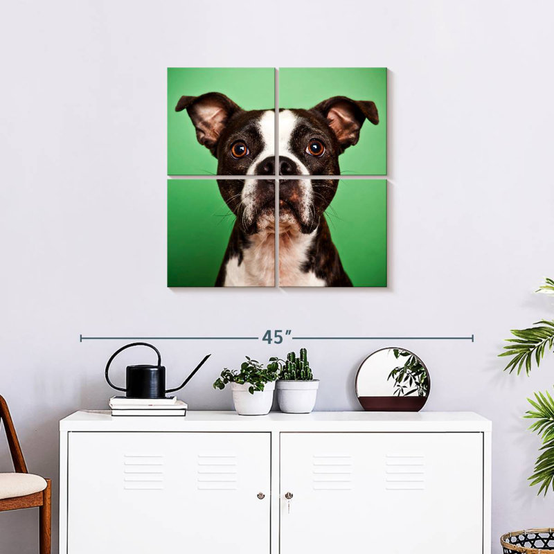 Boston Terrier Brampt Attentive, H 26 po x l 26 po