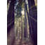 " Redwoods Hike " by Robert Dickinson-16277188
