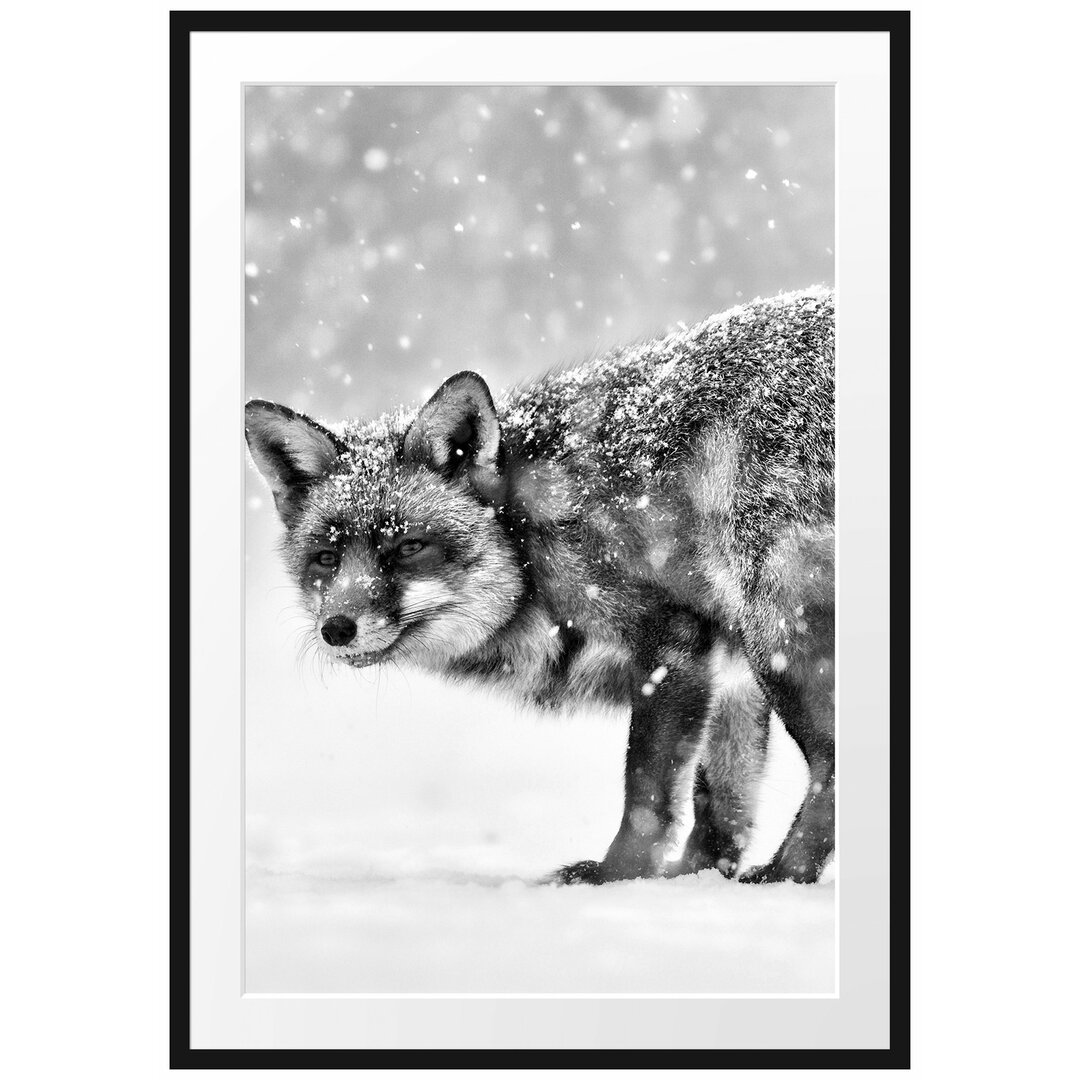 Gerahmtes Poster Roter Fuchs im Schneegestöber