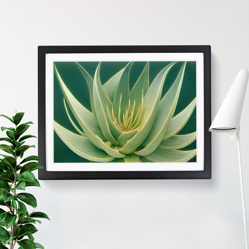 Beguiling Aloe Vera Plant - Single Picture Frame Print, 46cm H x 64cm W x 2cm D, Black Frame