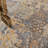 Goncalo Oriental Indoor Rug-1448720850