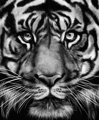 Wrapped Canvas Print, 76.2cm H x 50.8cm W
