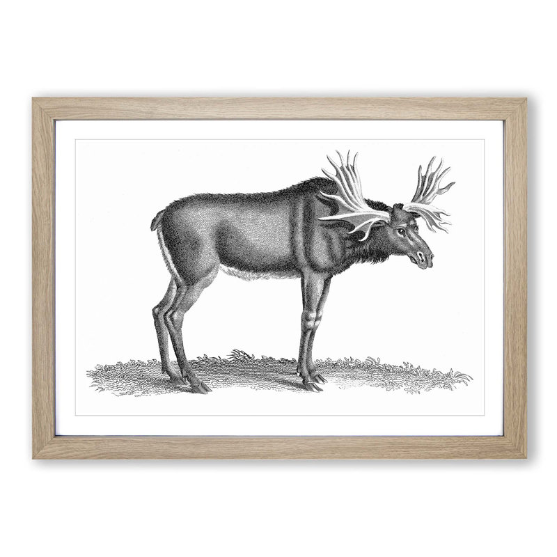 An Elk In Black And White by George Shaw - Single Picture Frame Print, Oak Framed, 24cm H x 33cm W x 2cm D