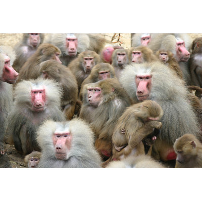 Shy Guy (Baboon) par Erasor - photographie sur toile tendue