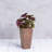 Sewickly Pot Planter-683715936-683715938
