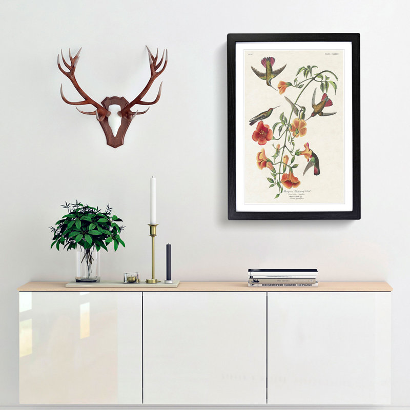 Mango Hummingbirds by John Audubon - Picture Frame Painting Print, 65cm H x 48cm W x 2cm D, Black Framed