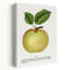 Pomme de lin Mann-1802415292