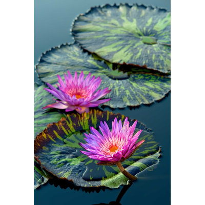 " Water Lily Flowers " by Sborisov