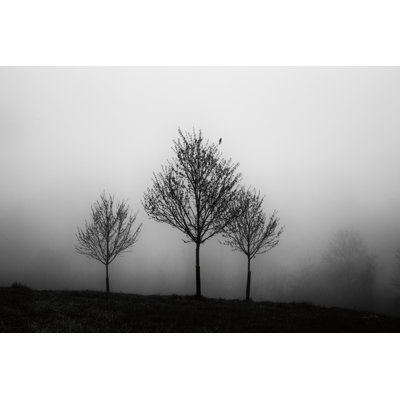 Dans le brouillard