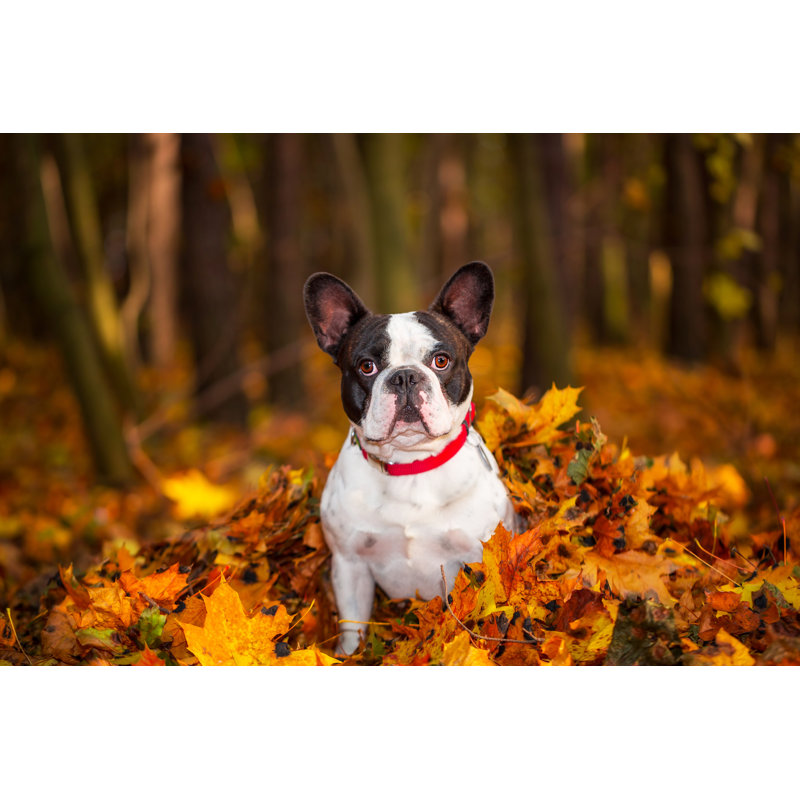 French Bulldog - Wrapped Canvas Print, 51cm H x 76cm W x 3.8cm D