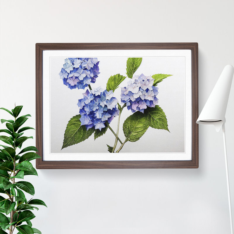 Hydrangea Flowers Vol.1 - Framed Print, 46cm H x 64cm W x 2cm D, Walnut