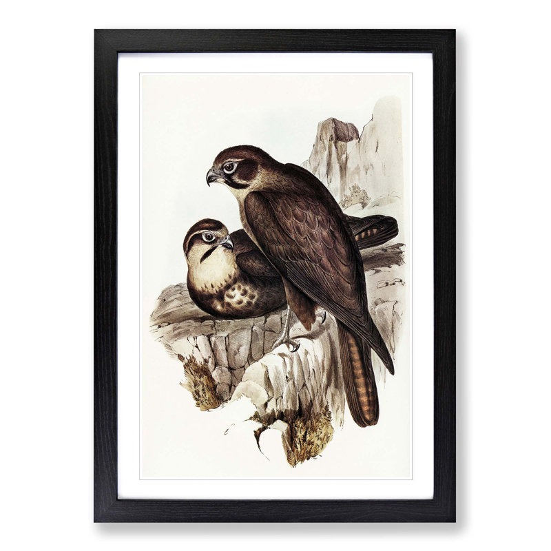 Brown Hawks by Elizabeth Gould - Picture Frame Painting Print, 48cm H x 36cm W x 2cm D, Black Framed