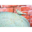 Metal Pedestal Birdbath