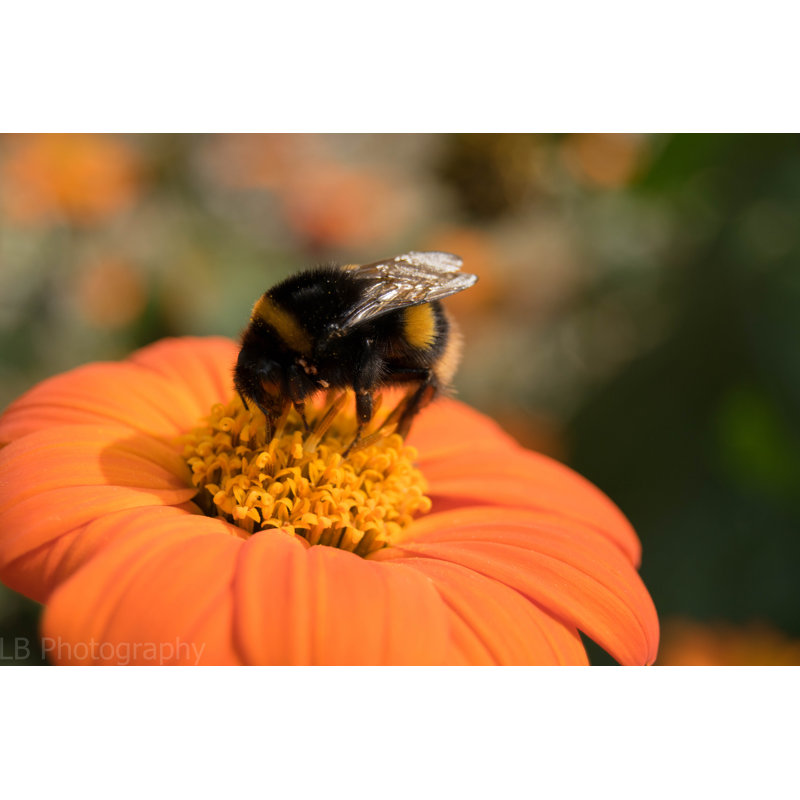 Crayford Bumble Bee by Leanne Brookes - Wrapped Canvas Print, 30cm H x 46cm W x 3.8cm D