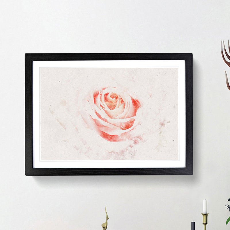 Pale Pink Rose - Framed Print, 45cm H x 63cm W x 2cm D, Black Framed