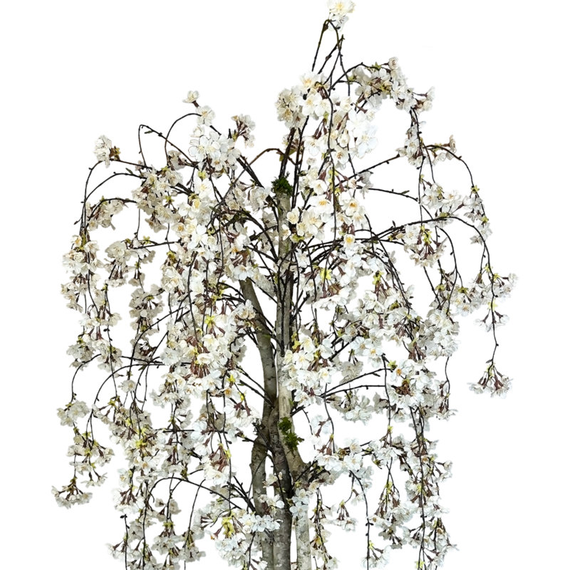 Faux Cherry Blossom Tree in Fiberstone Pot, 60"
