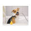 «Cute Mongrel Bath», art mural sur toile-302070442