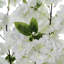 105cm Faux Cherry Tree in Pot