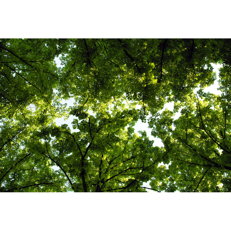 Treetops de Moreiso, H 8 po x l 12 po