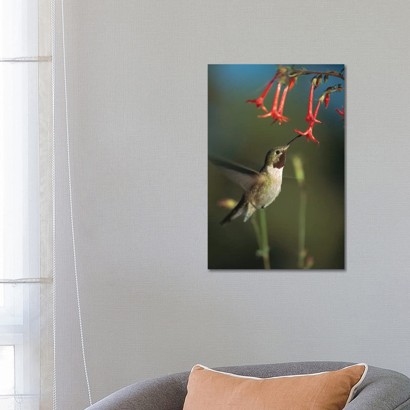Broad-Tailed Hummingbird Feeding On Scarlet Gilia Flowers, New Mexico by Tim Fitzharris - Gallery-Wrapped Canvas Giclée on Canvas