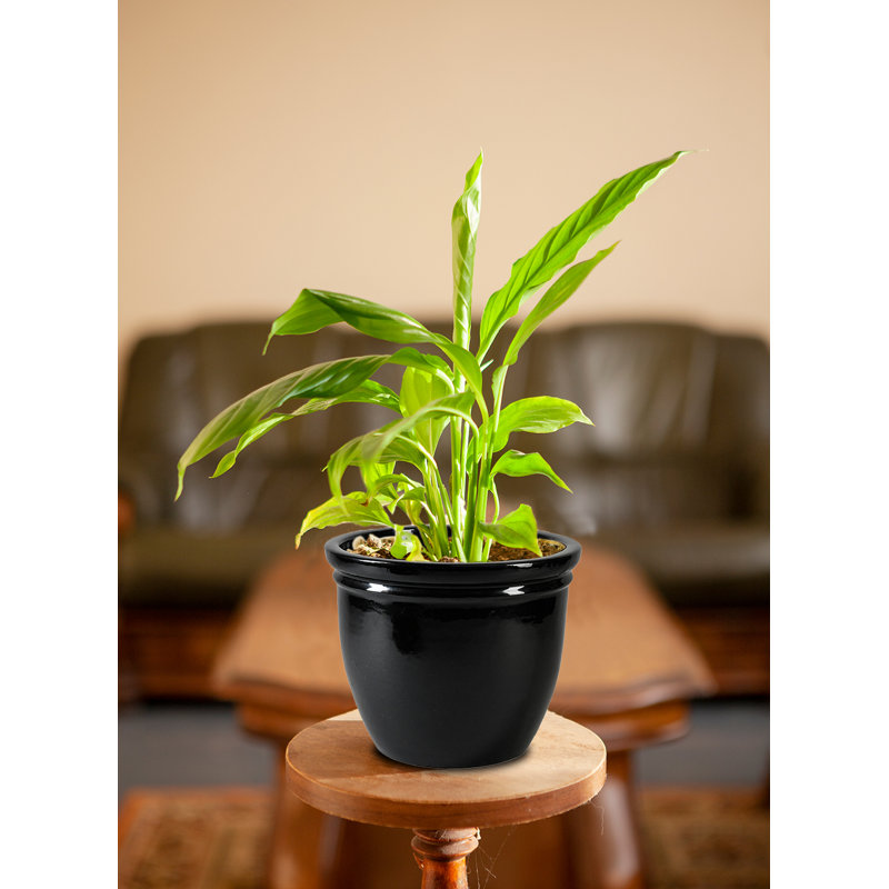 Darende Ceramic Pot Planter, 8.75" H x 10.5" W x 10.5" D 
