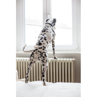 Dalmatian Looking Out The Window by Alvarez
