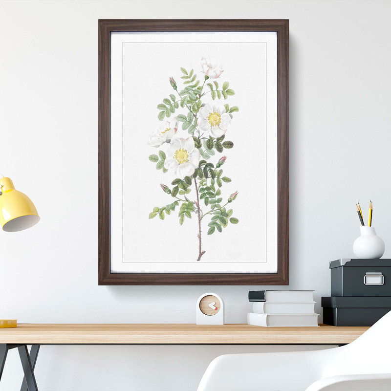 White Burnet Rose by Pierre-Joseph Redoute - Framed Print, Walnut Framed, 65cm H x 48cm W x 2cm D