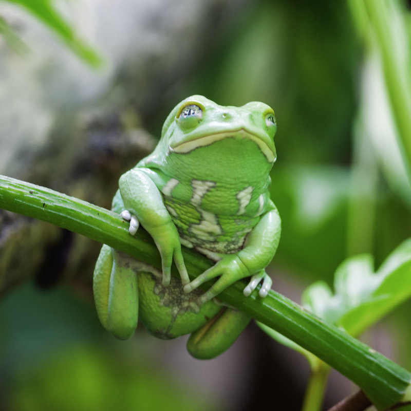 Green Monkey Frog by Vwalakte - Wrapped Canvas Print, 30cm H x 46cm W