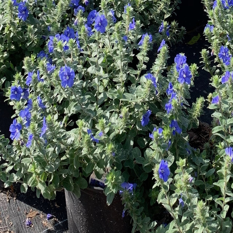 Primrue Live Flowering Plant in Plastic Pot